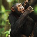 Kibira-National-Park-Burundi