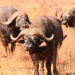 ruvubu-national-park-1024x576